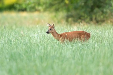 Orman çayırında uzun otlu bir yumurta geyiği..
