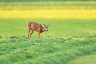 Taze biçilmiş çayırlarda ot yiyen bir geyik..