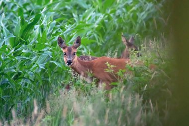Anne geyik, mısır tarlasının kenarında buzağıyla yumurtluyor..