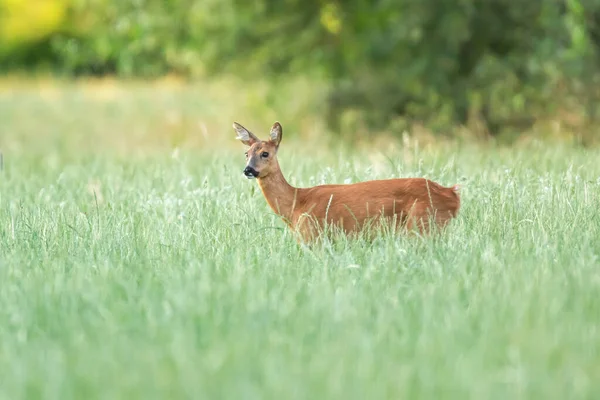 Veado Corça Prado Floresta Com Grama Alta — Fotografia de Stock