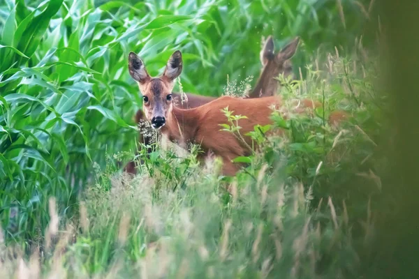 一头母鹿 小鹿与小鹿在玉米地边上 — 图库照片