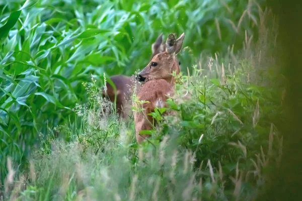 Mother Roe Deer Calf Edge Corn Field — Stock Photo, Image