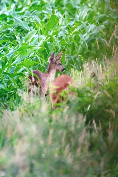 Ein Junges Reh Rande Eines Maisfeldes — Stockfoto