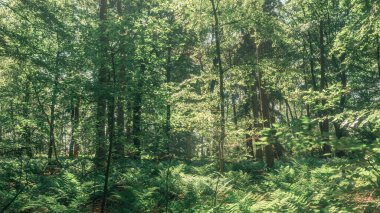 Güneşli bir yaz gününde arka planda yemyeşil bir orman.