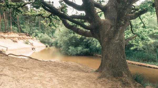 Old Tree Sandy River Bank — Stock Photo, Image
