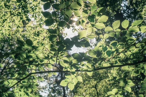 Translucent Leaves Backlight Sunlight — Stock Photo, Image