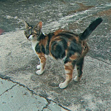 Kuyruğu beton zeminde genç, şirin bir yavru kedi..