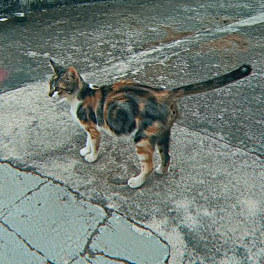 Kuyruğu beton zeminde genç, şirin bir yavru kedi..