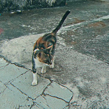 Kuyruğu beton zeminde genç, şirin bir yavru kedi..