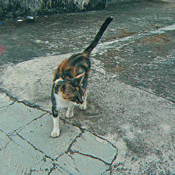 Kuyruğu beton zeminde genç, şirin bir yavru kedi..