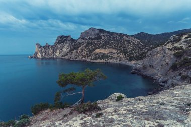 Deniz arka plan üzerinde tek çam ağacı. Minimalist deniz manzarası.