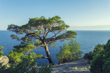 Tek çam ağacı gökyüzü arka plan üzerinde