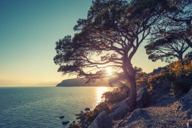 Tek çam ağacı gökyüzü arka plan üzerinde