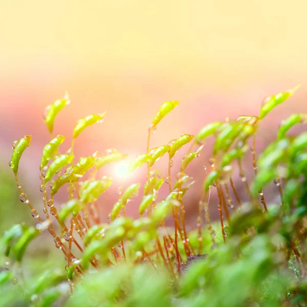 苔の露滴 — ストック写真