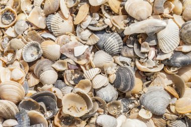 deniz kabukları arka plan ve doku