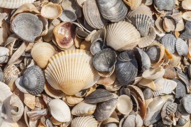 deniz kabukları arka plan ve doku
