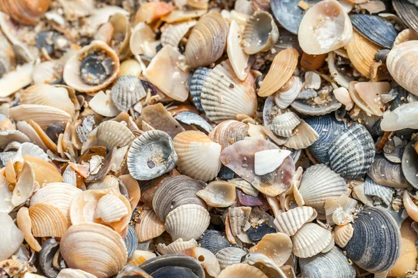 sea shells background and texture
