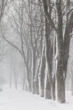 Kış city park sabah. 