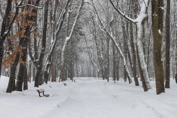 Parque Cidade Inverno Manhã — Fotografia de Stock