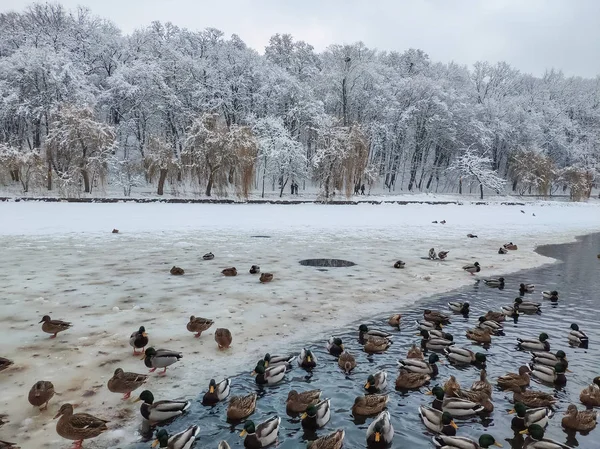 Krásné Zimní Scéna Kachny Plavání Jezeře Sněžení — Stock fotografie