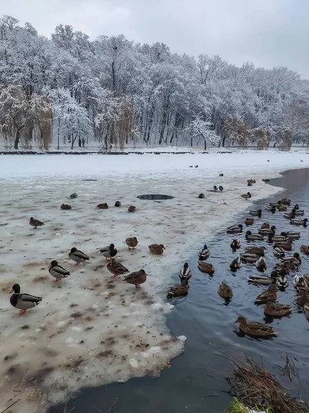 Prachtig Winters Tafereel Met Eenden Zwemmen Meer Sneeuwval — Stockfoto