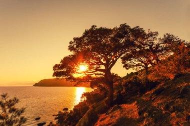 Gökyüzünde ve denizde tek çam ağacı