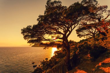 Gökyüzünde ve denizde tek çam ağacı