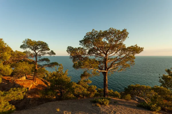 Single Pine Tree Sky Sea — Stock Photo, Image