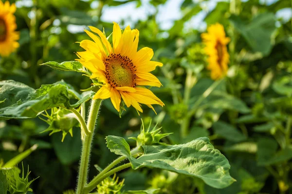 Fhe Parlak Bir Günde Ayçiçeği Tarlası — Stok fotoğraf