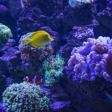 Sarı balık ve mercan resifi yaşamı.