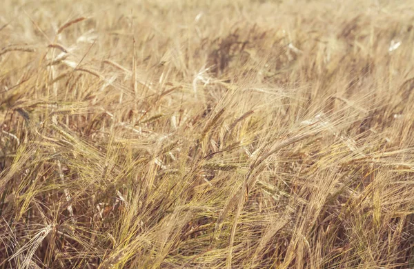 Fields Wheat End Summer Fully Ripe — Stock Photo, Image