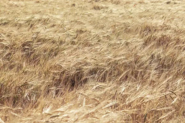 Поля Пшеницы Конце Лета Полностью Созрели — стоковое фото