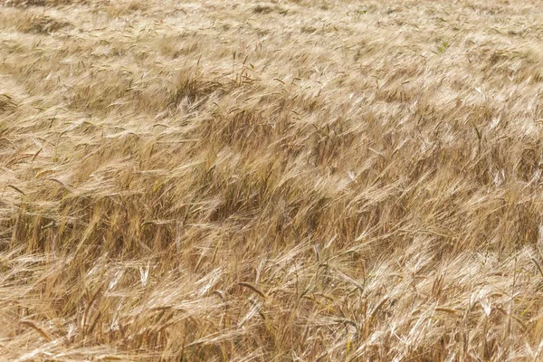 Поля Пшеницы Конце Лета Полностью Созрели — стоковое фото