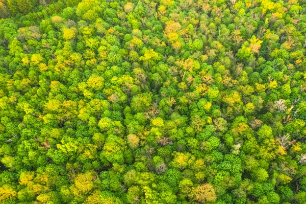 Bovenaanzicht Van Zomer Groene Bomen Het Bos — Stockfoto