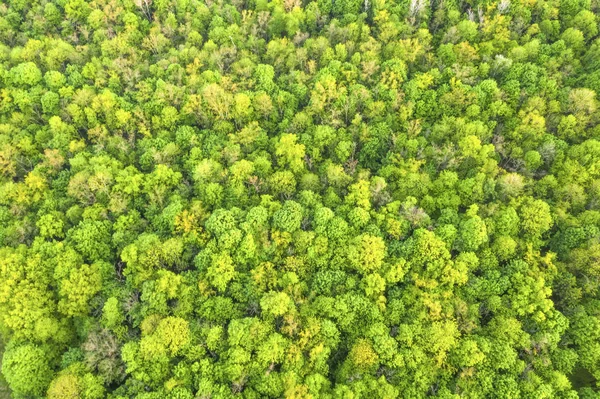 Вид Зверху Літні Зелені Дерева Лісі — стокове фото