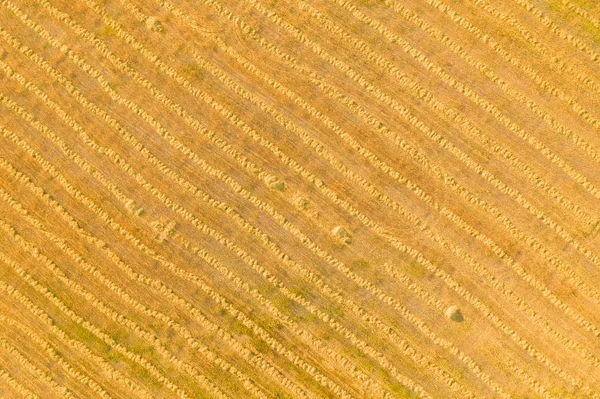 Balle Fieno Dorato Grande Campo Aperto Durante Stagione Del Raccolto — Foto Stock