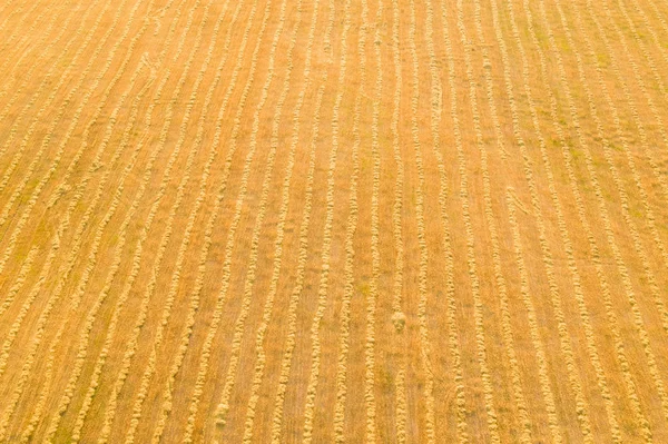 Golden Hay Bales Large Open Field Harvest Season — Stock Photo, Image