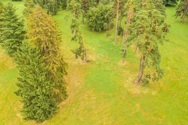 Vista Aérea Los Árboles Verdes Verano Bosque Fotografía Drones — Foto de Stock