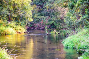 Orman doğa günbatımı yaz. Pitoresk Nehri'nin bir doğada bir ormandaki fotoğrafı.