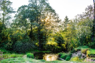 Orman doğa günbatımı yaz. Pitoresk Nehri'nin bir doğada bir ormandaki fotoğrafı.