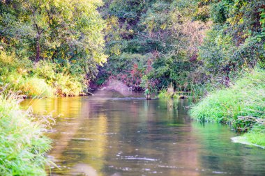 Orman doğa günbatımı yaz. Pitoresk Nehri'nin bir doğada bir ormandaki fotoğrafı.