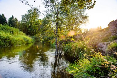 Orman doğa günbatımı yaz. Pitoresk Nehri'nin bir doğada bir ormandaki fotoğrafı.