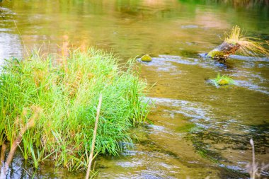 Orman doğa günbatımı yaz. Pitoresk Nehri'nin bir doğada bir ormandaki fotoğrafı.