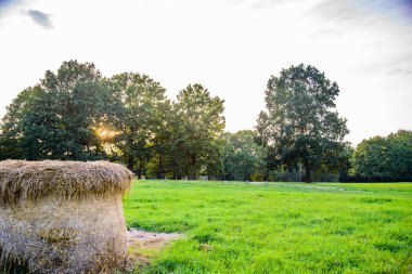 Yaz aylarında orman manzara. Gün batımında güzel bir fotoğraf. Orman doğa günbatımı yaz.