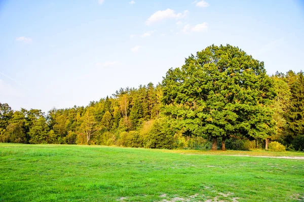 Waldlandschaft Sommer Schönes Foto Bei Sonnenuntergang Waldnatur Sonnenuntergang Des Sommers — Stockfoto