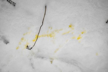 Orada sopa yakınındaki kış orman karda sıkışmış sopa sarı kar var. fotoğraf bir soğuk kış sabahı çekilmişti. Hayat devamı gibi kötü durumlarda bile kavramı.