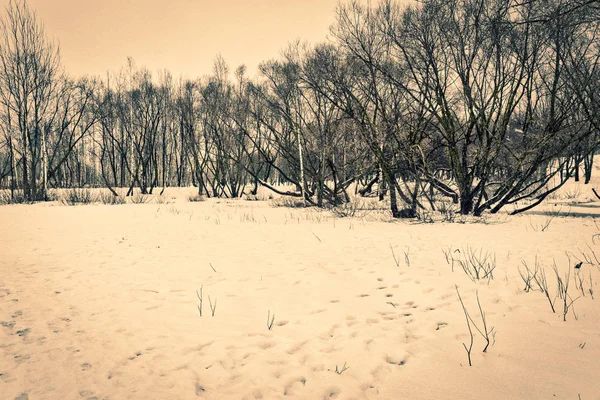 Fundo Inverno Árvores Cobertas Neve Gelo Nevado Perto Cidade Manhã — Fotografia de Stock