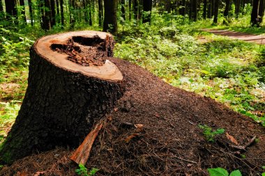 Yeşil ormanda güneş ışığında bir kütük üzerinde pitoresk bir karınca yuvası fotoğrafı, bahar zamanı. Siste sabahları güzel doğa. Sihirli peri ormanı