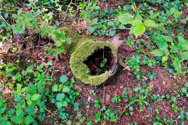 Foto von einem malerischen Baumstumpf im Sonnenlicht im grünen Wald, Frühlingszeit. schöne Natur am Morgen im Nebel. Zauberhafter Märchenwald — Stockfoto