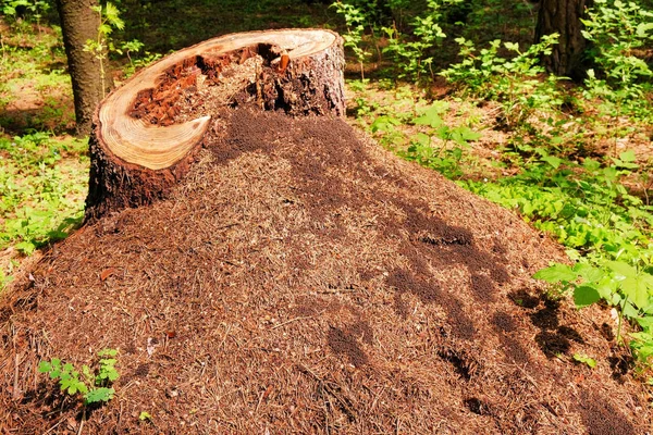 Foto de um formigueiro pitoresco em um toco na luz solar na floresta verde, tempo de primavera. Bela natureza de manhã no nevoeiro. Floresta mágica de fadas — Fotografia de Stock